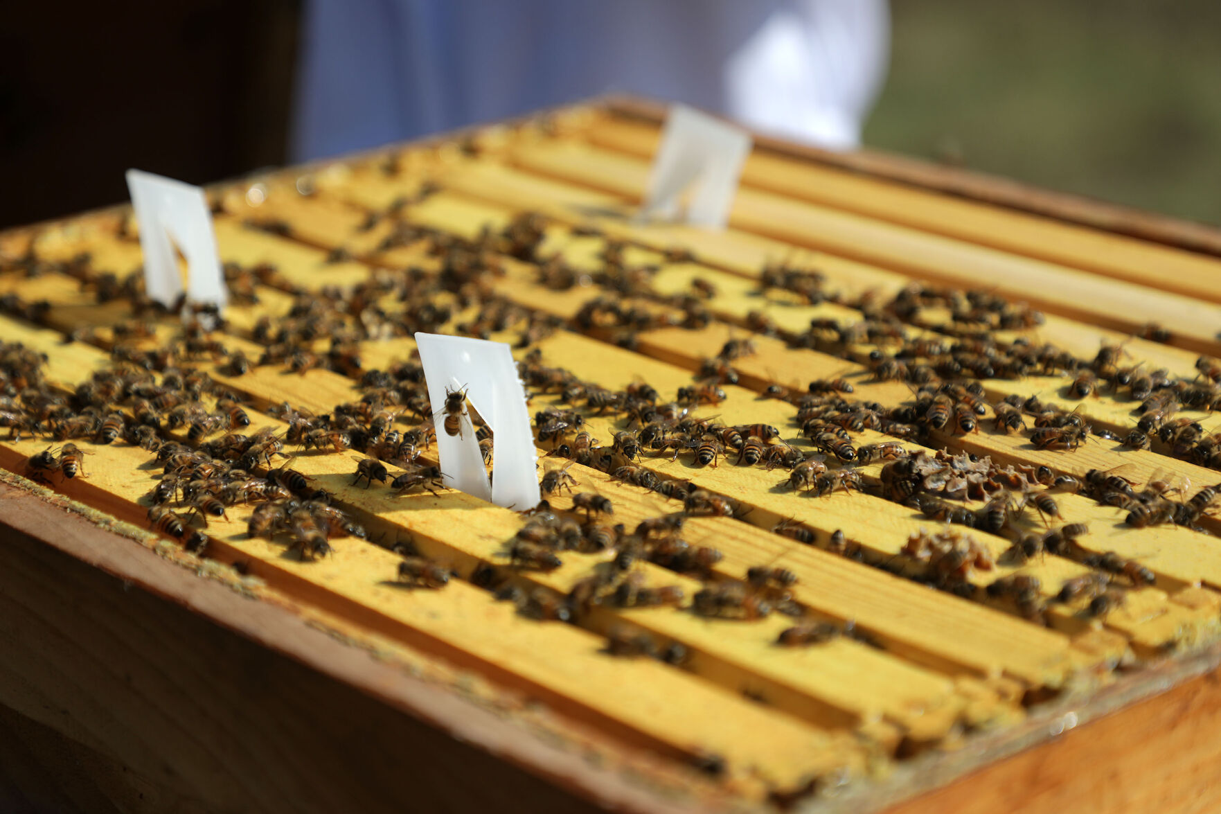 Beekeepers